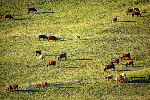Vaches salers en paturage près de Superbesse©C.Crié/ccas