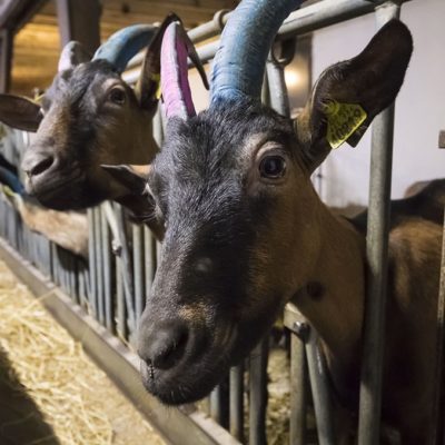 Saint-Lary-Soulan cultive l’authentique | Journal des Activités Sociales de l'énergie | 41575 Region de Saint Lary Soulan