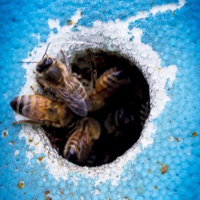 À Valence, des ruches pour sauver les abeilles | Journal des Activités Sociales de l'énergie | 47003 Section apicole de la CMCAS Valence au Domaine des Roches a Savasse