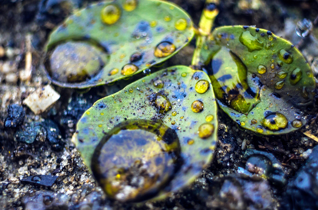 Mines de charbon et pluie de pétrole : notre sélection médiathèque | Journal des Activités Sociales de l'énergie | 110305 Pluie de petrole Mediatheque