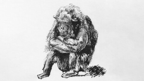 Les animaux ont-ils des droits ? Notre sélection médiathèque | Journal des Activités Sociales de l'énergie | 113641 Selection mediatheque Les animaux ont ils des droits