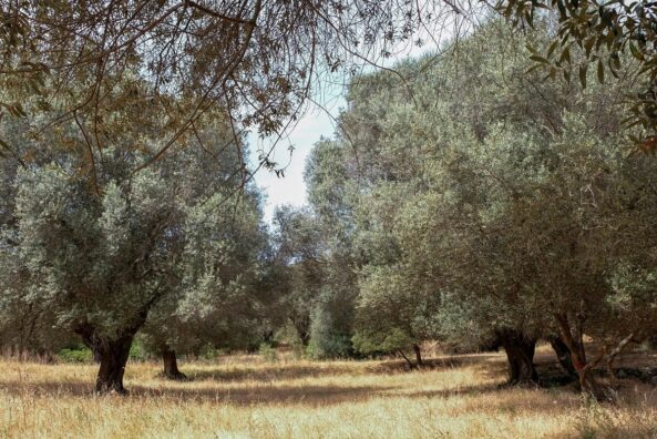 La Corse : une montagne en Méditerranée | Journal des Activités Sociales de l'énergie | 128383 Carnet de voyage Corse 2022