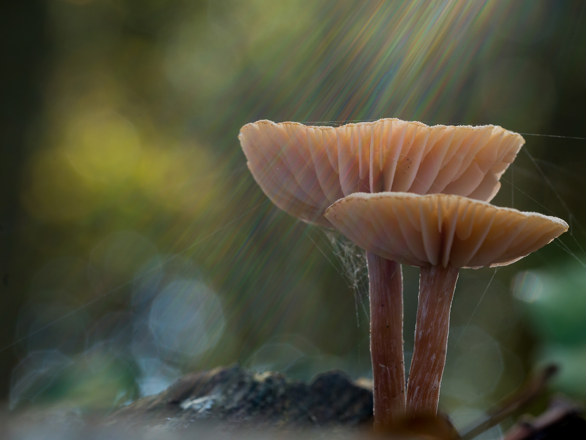 "Apparition", de Guy Van Tichelt (CMCAS Valenciennes), prix du jury du concours CCAS Émoi d'images 2023, catégorie "Arc-en-ciel"